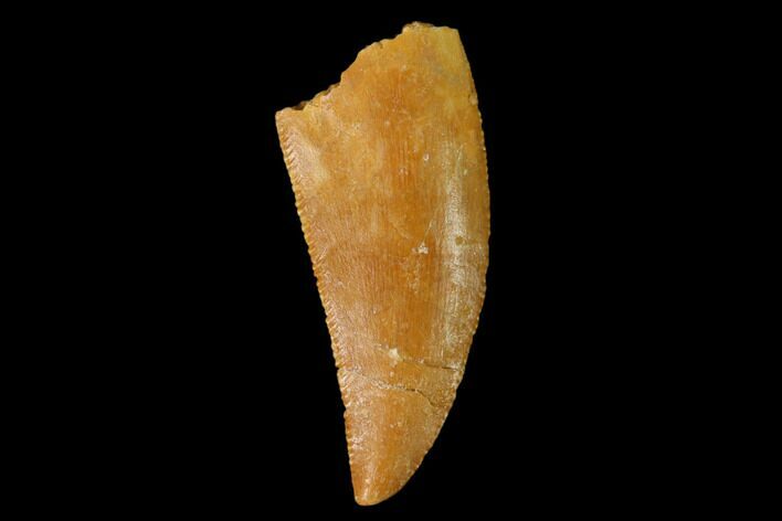 Serrated, Raptor Tooth - Real Dinosaur Tooth #157904